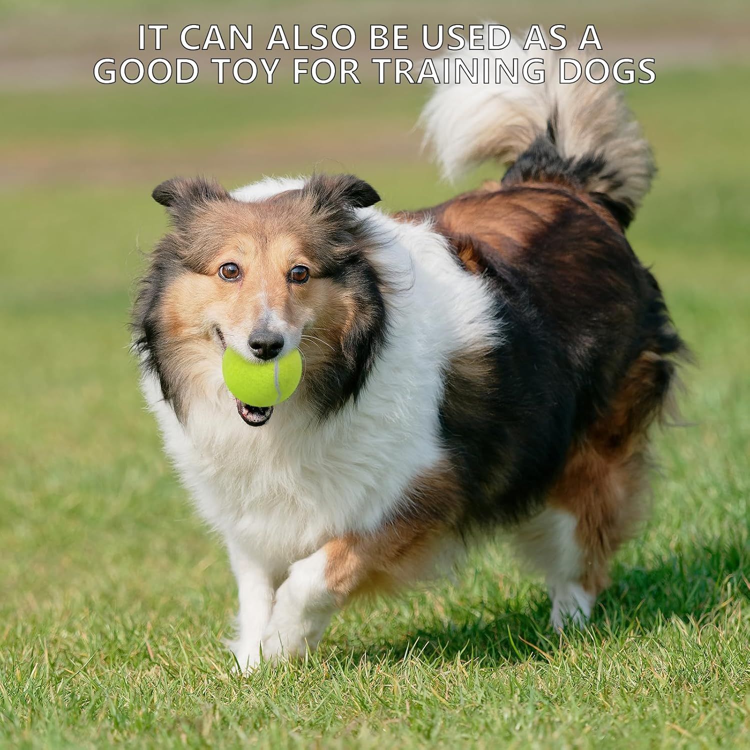 Demonstrates an additional use case for the product, showing it can be used as a training toy for dogs to reassure pet owners of its versatility.