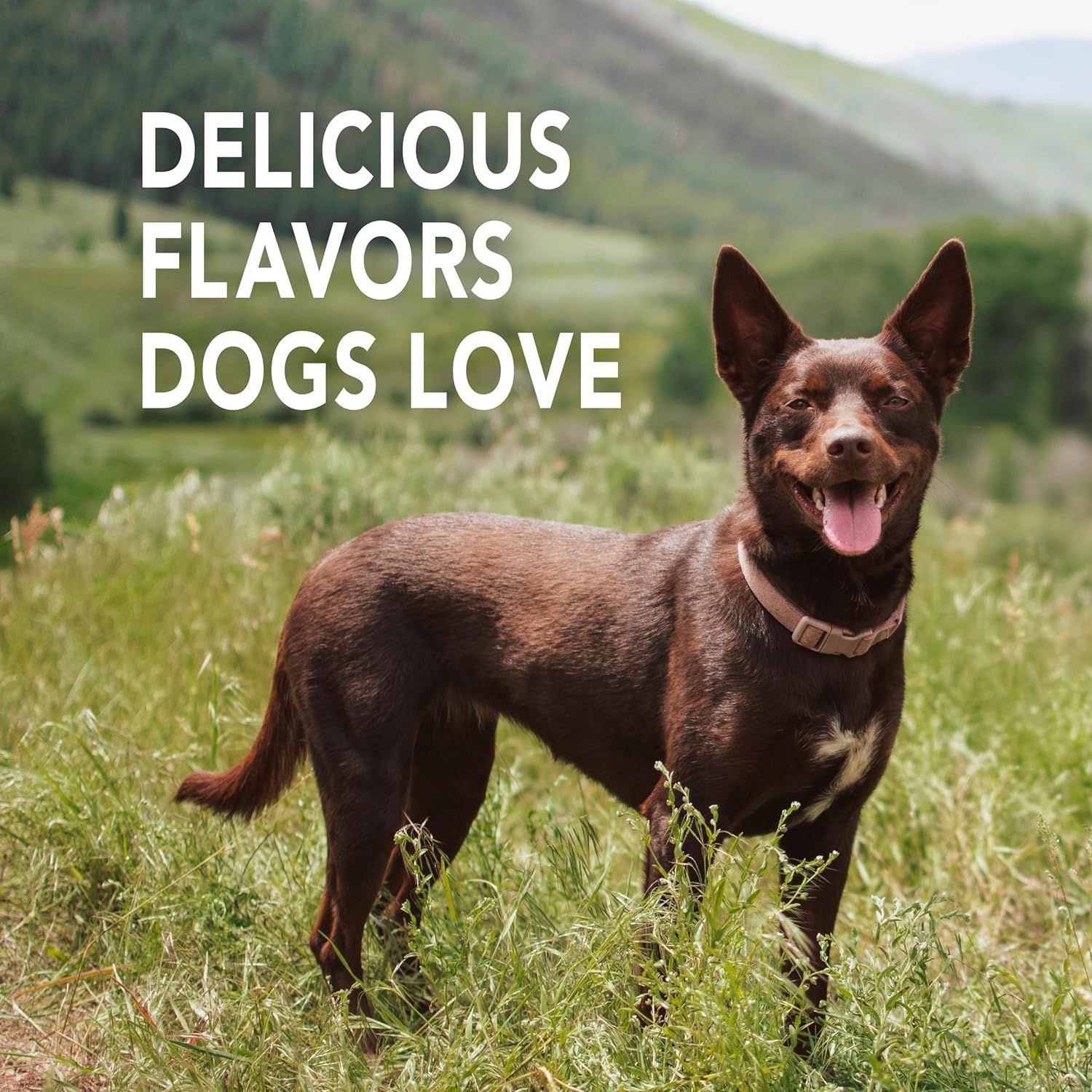 Communicates that the product has flavors that dogs find appealing and delicious, reassuring pet owners that their dogs will enjoy the taste.