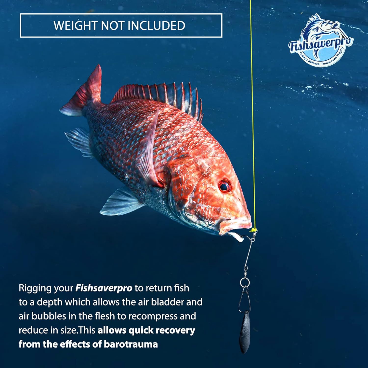 Explains how to properly rig the Fishsaverpro device to return fish to depth, allowing air bladder decompression and quick recovery from barotrauma effects. Highlights the product's key benefit of…