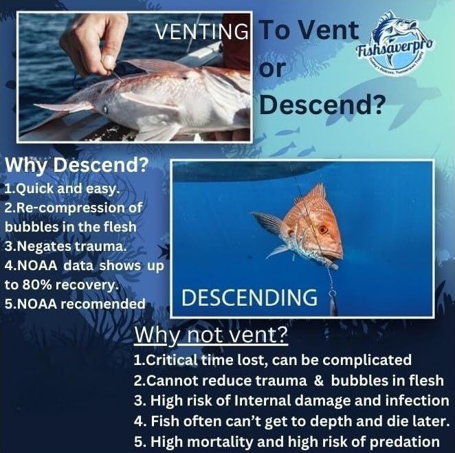 Compares two fish release methods (descending vs. venting) to educate anglers on why descending is the superior technique for fish survival and recovery.