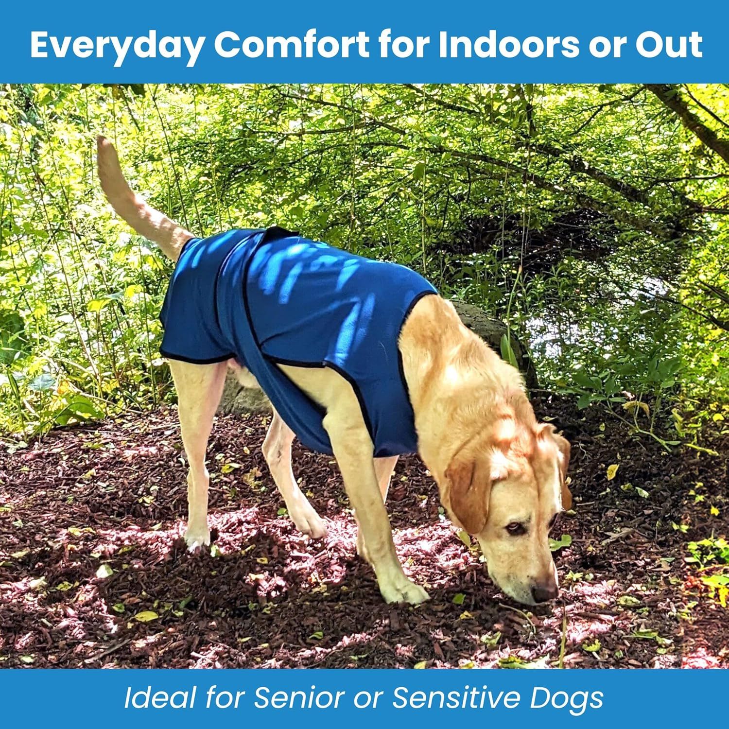 Demonstrates the versatility of the cooling vest for everyday comfort in multiple environments and highlights its suitability for senior or sensitive dogs.