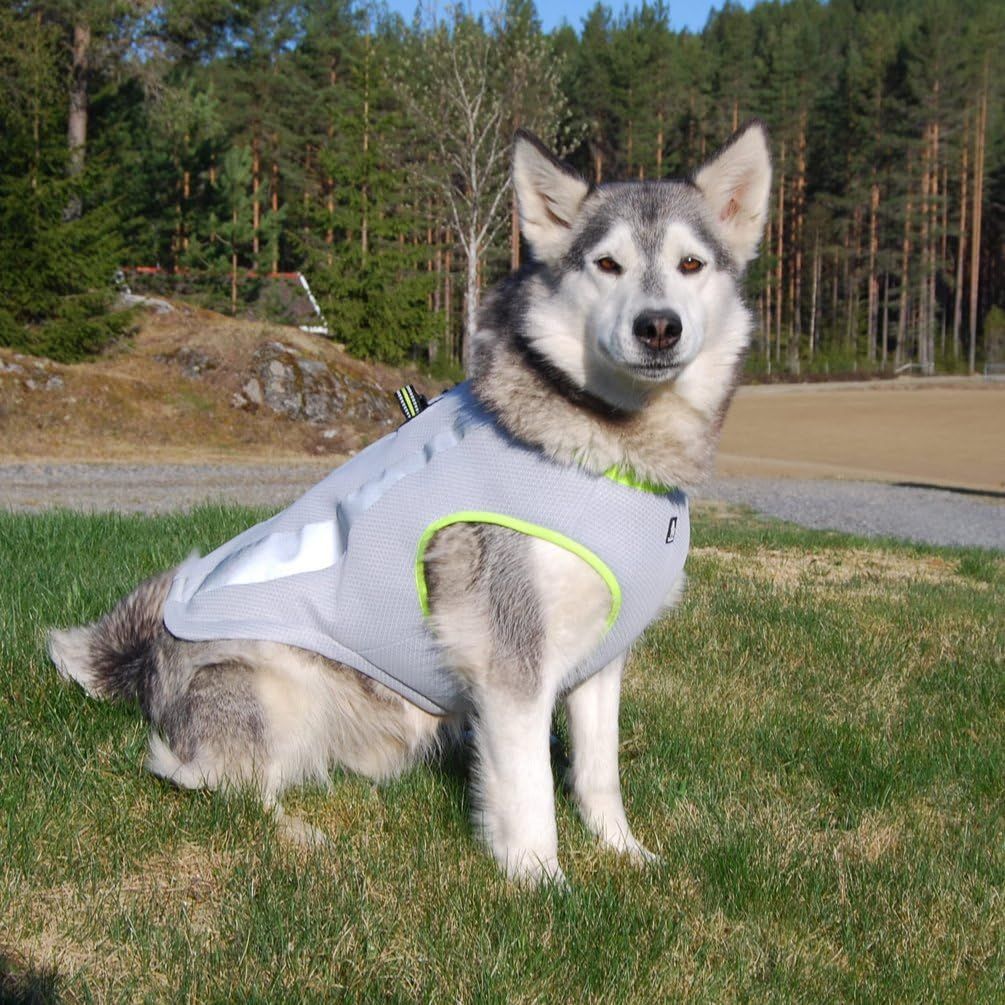 Shows the product in use on a dog in a real outdoor environment to help shoppers visualize the product in context.