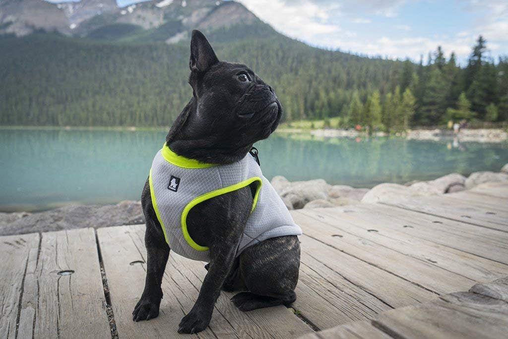 Shows the product in use on a dog in a real outdoor lakeside environment, helping shoppers visualize the product in natural adventure settings.