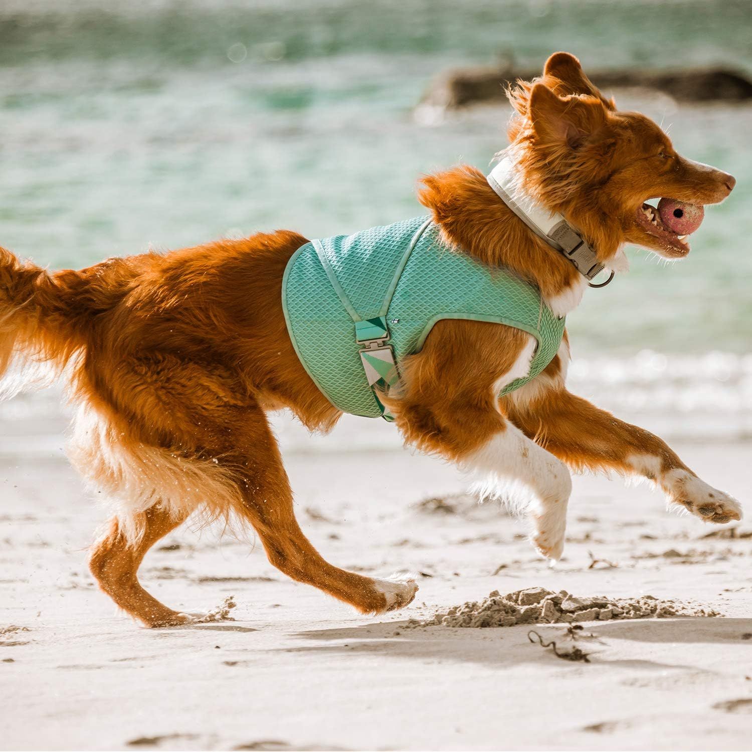 Showcases the product in a real-world beach setting with the dog running freely, demonstrating the harness in active use without any text or callouts.