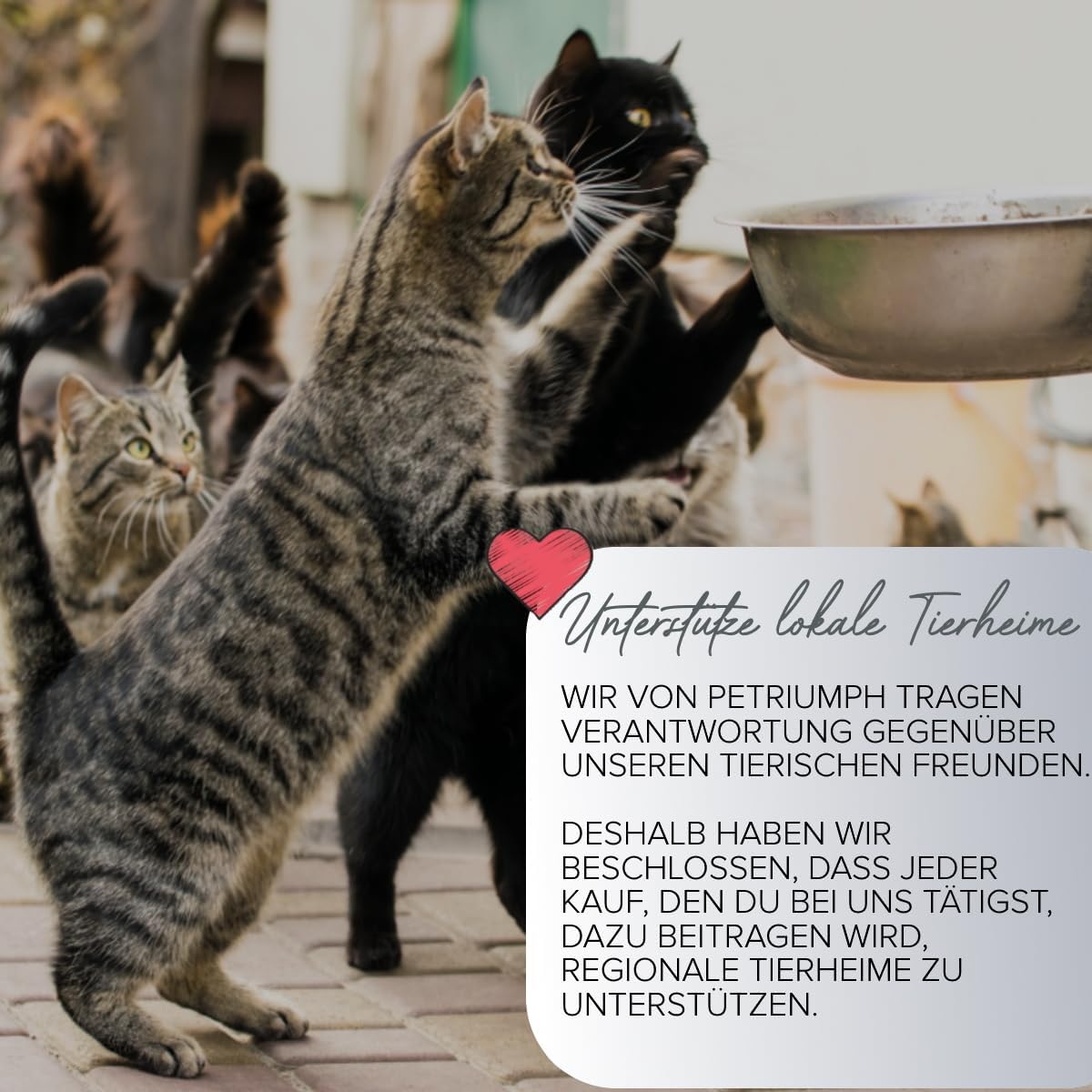Petriumph® Katzenspielzeug Angel: Infographics