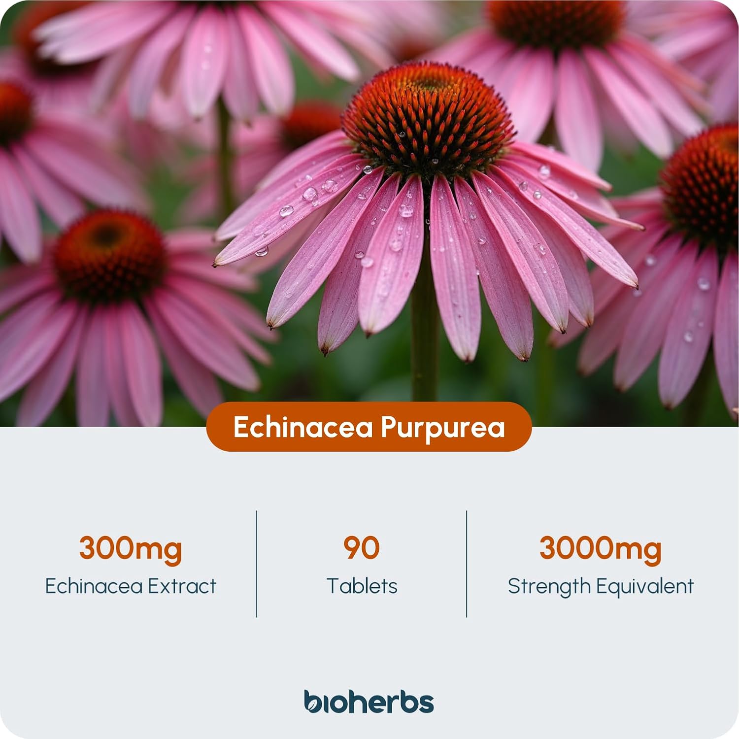 BioHerbs Echinacea Tablets High Strength: Infographics