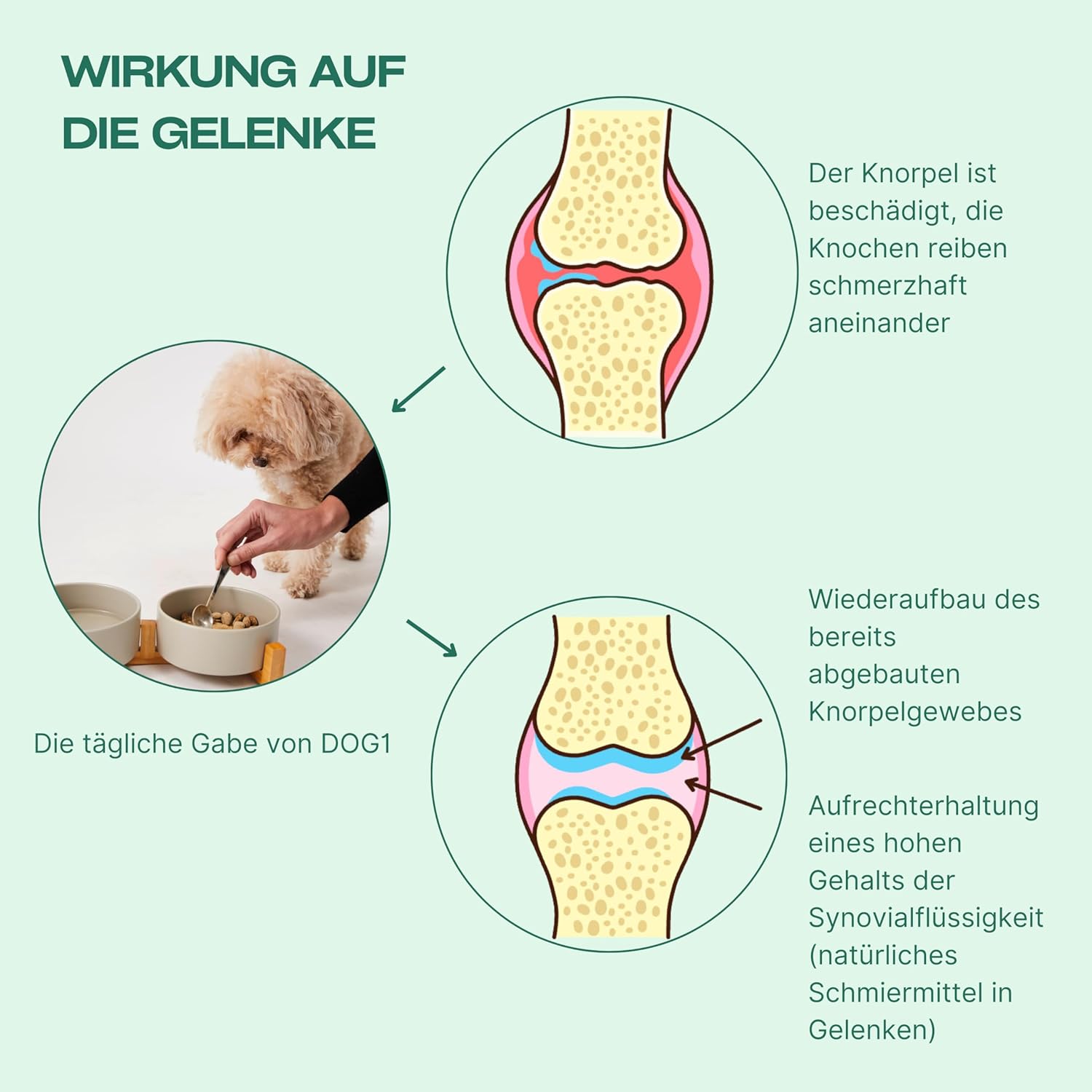 DOG1 8-in-1 Nahrungsergänzungsmittel Hund (1x) mit Vitamin B Komplex und Glucosamin: Infographics