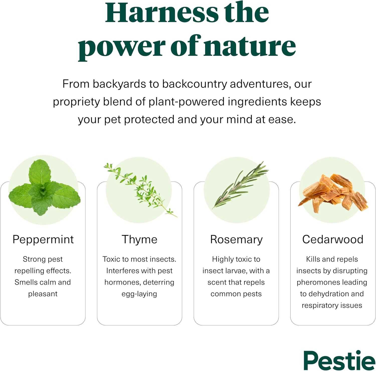 Amazon.com : Pestie Flea & Tick Treatment for Pets: Infographics