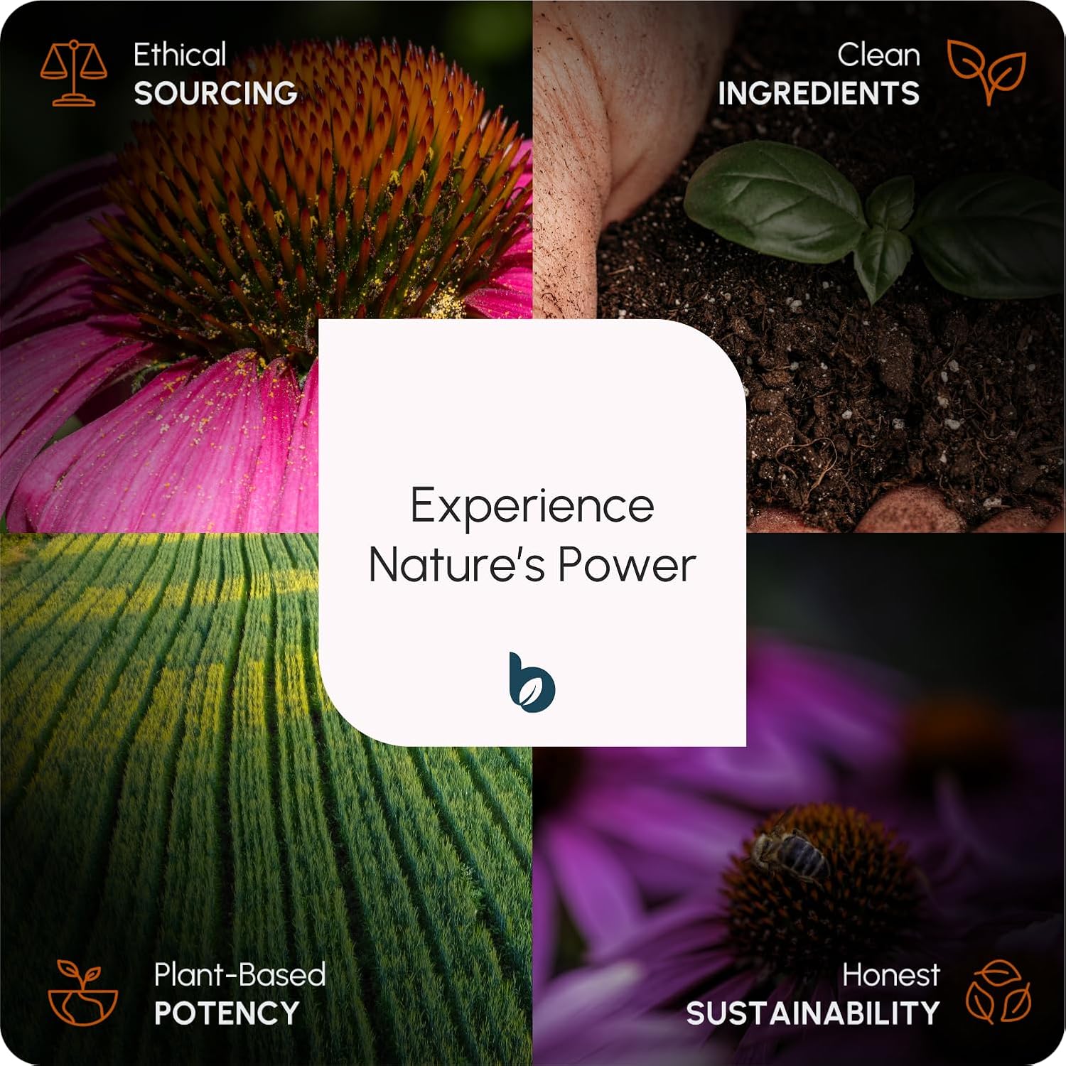 BioHerbs Echinacea Tablets High Strength: Infographics