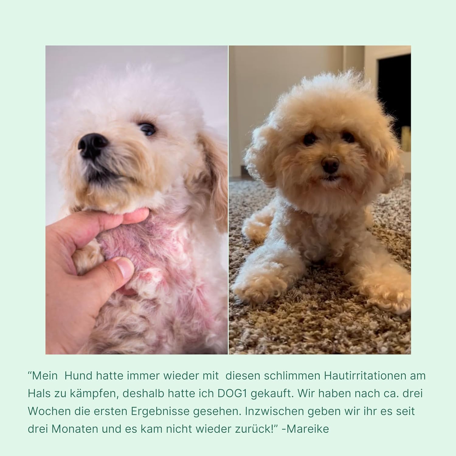 DOG1 8-in-1 Nahrungsergänzungsmittel Hund (1x) mit Vitamin B Komplex und Glucosamin: Infographics